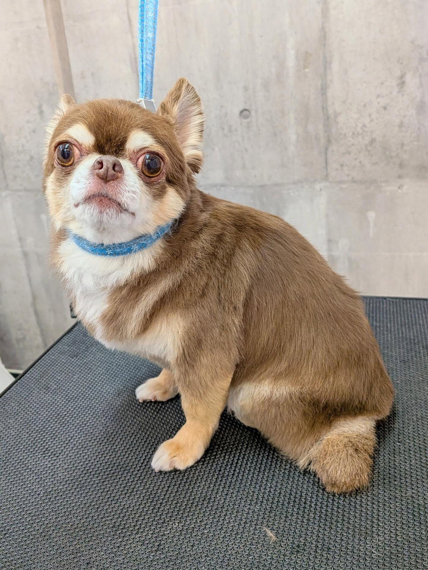 - ̗̀ ご来店ありがとうございます ̖́-
