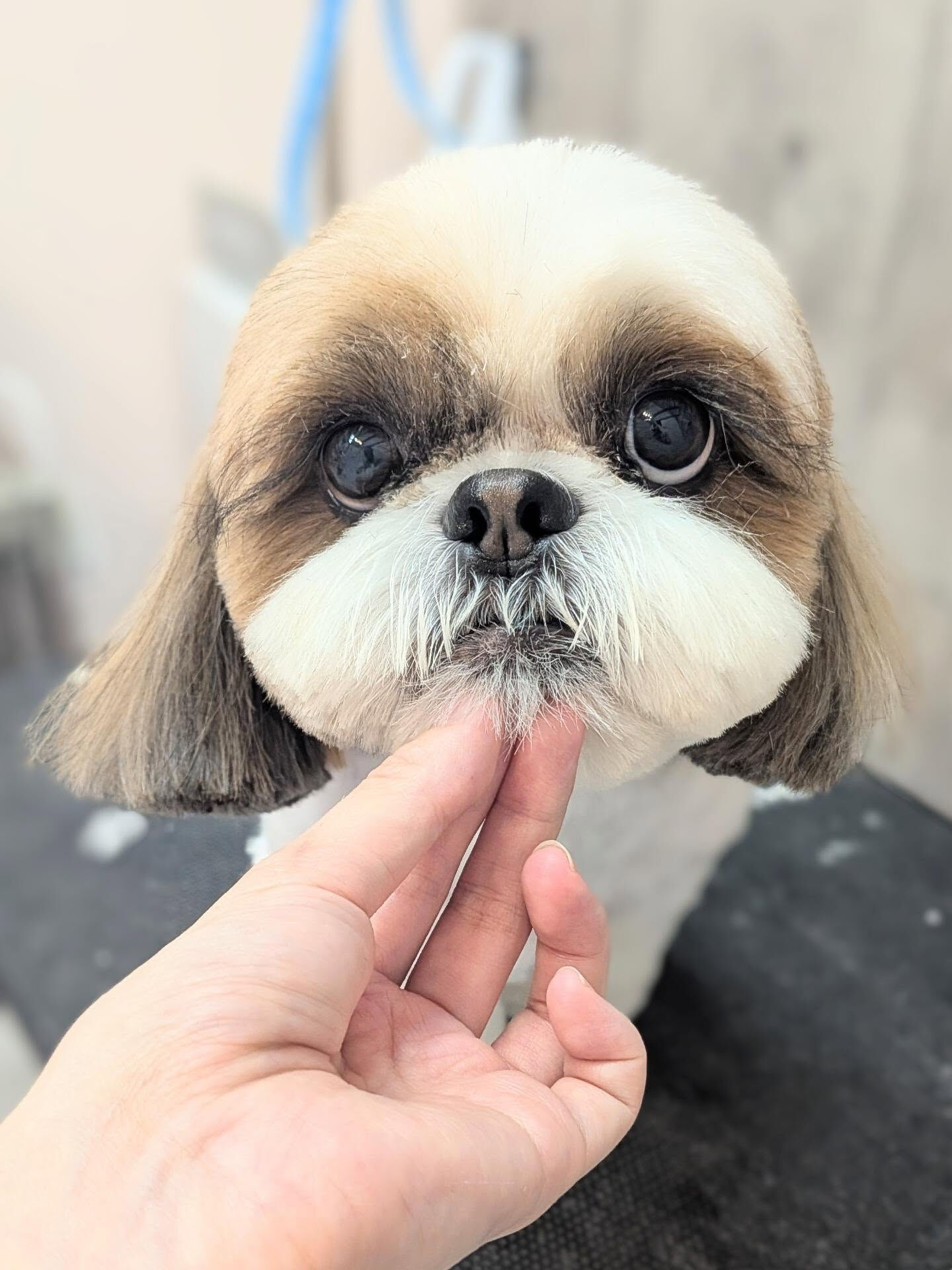 - ̗̀ ご来店ありがとうございます ̖́-