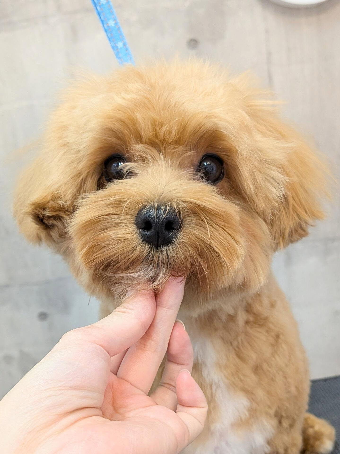 - ̗̀ ご来店ありがとうございます ̖́-