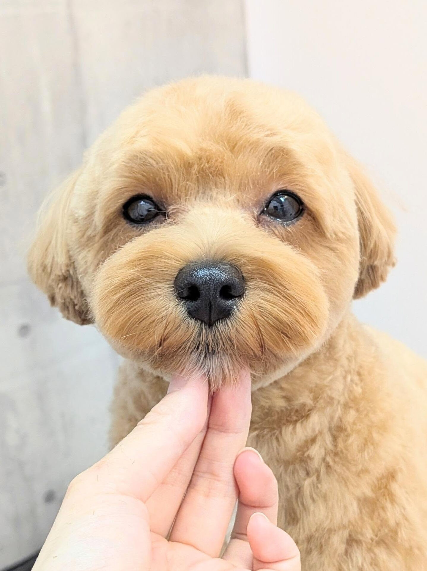- ̗̀ ご来店ありがとうございます ̖́-