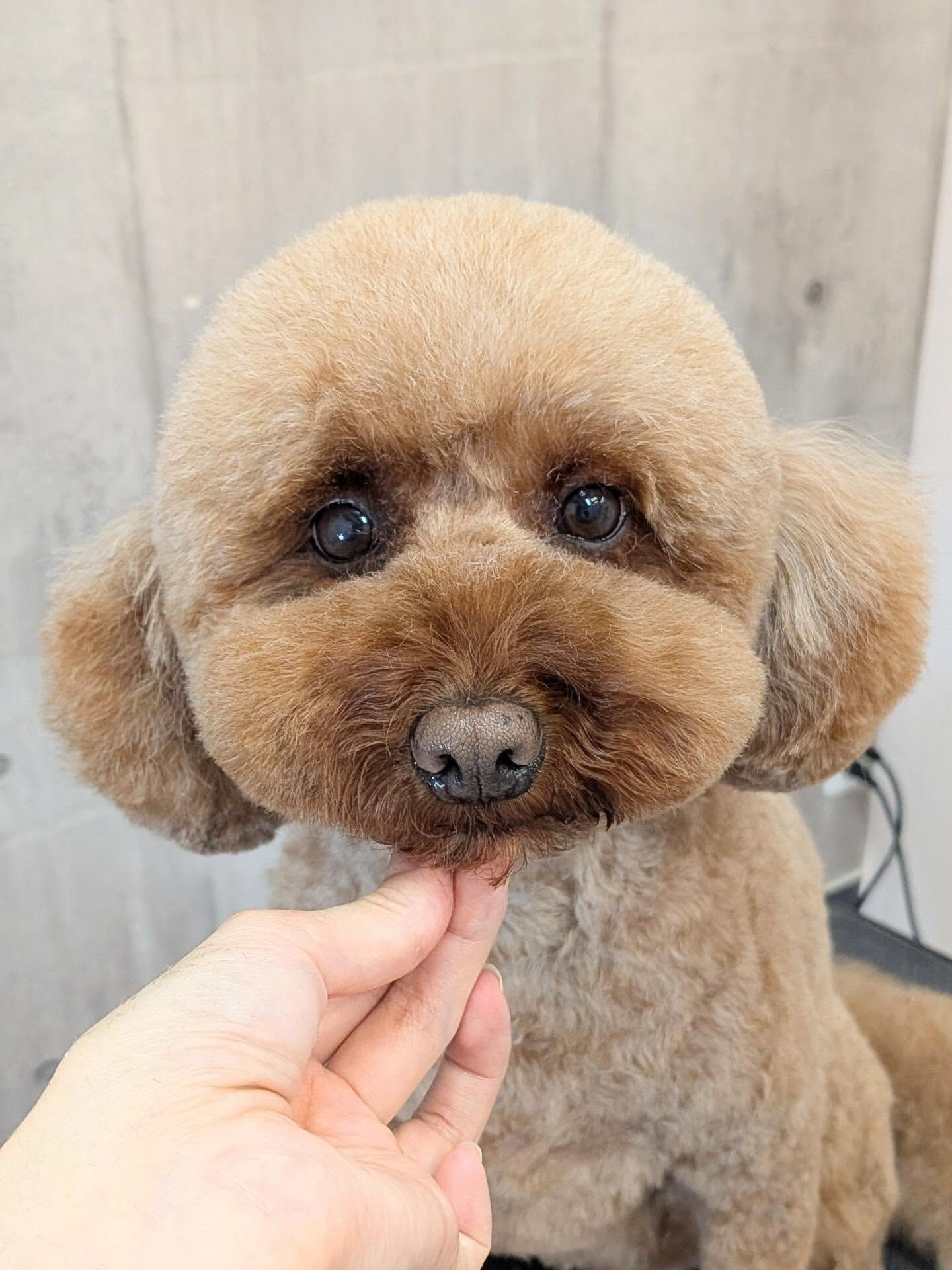 - ̗̀ ご来店ありがとうございます ̖́-