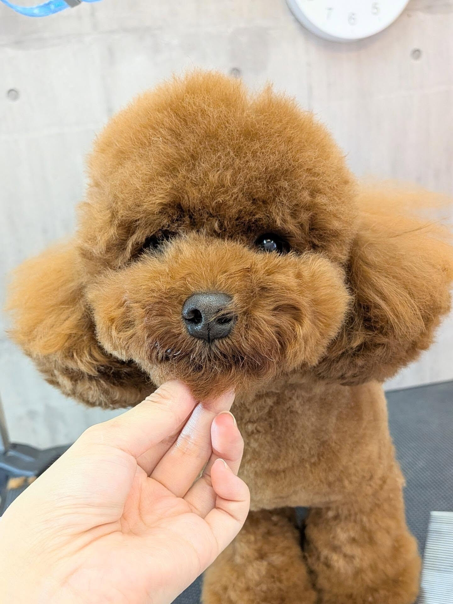 - ̗̀ ご来店ありがとうございます ̖́-