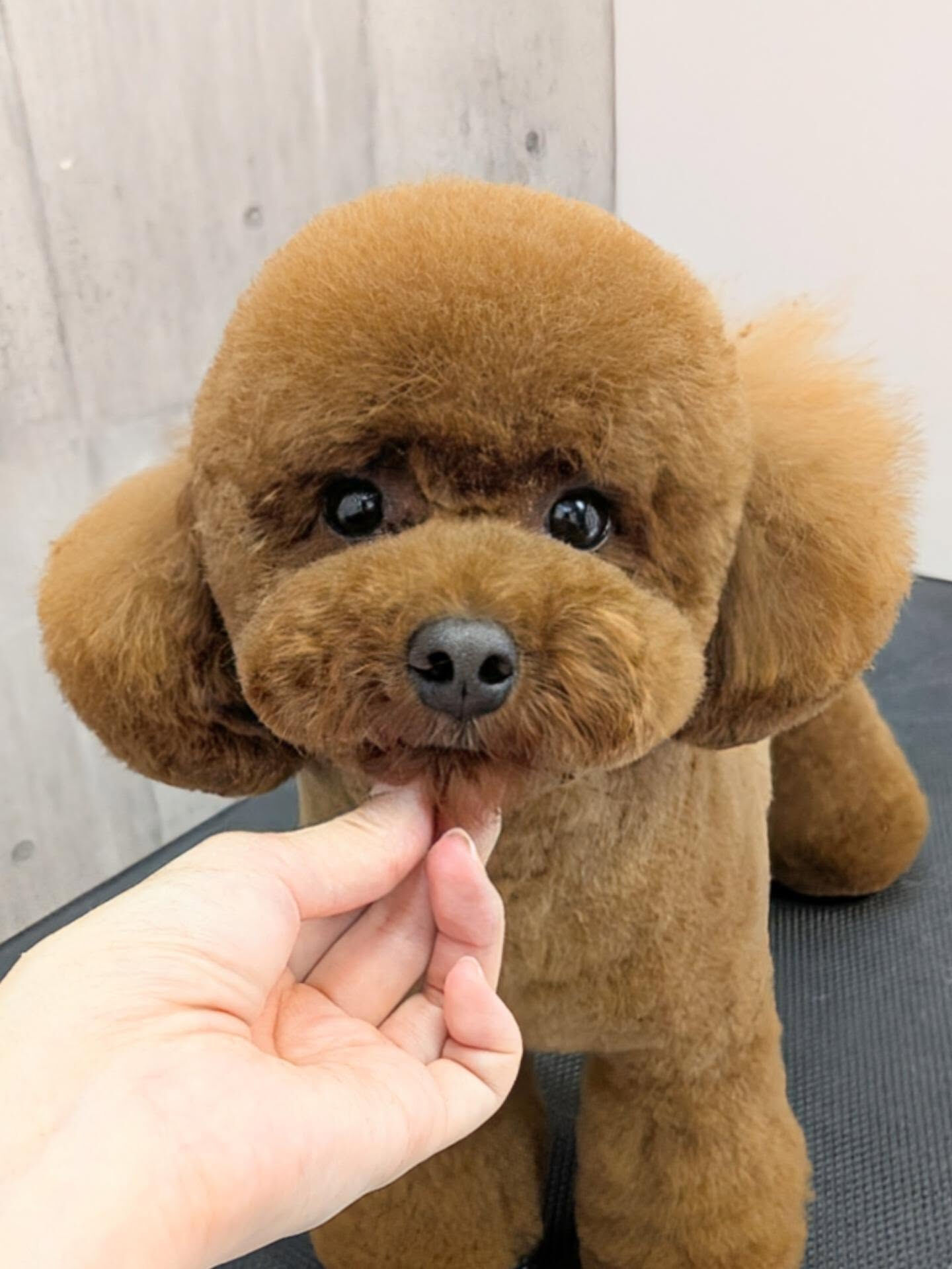 - ̗̀ ご来店ありがとうございます ̖́-
