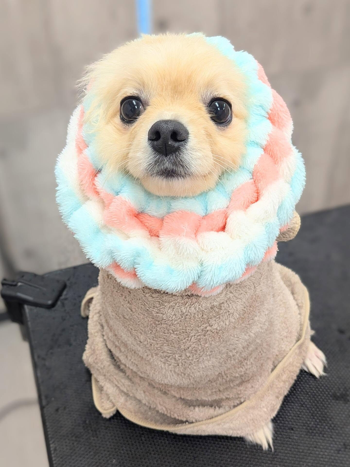 - ̗̀ ご来店ありがとうございます ̖́-