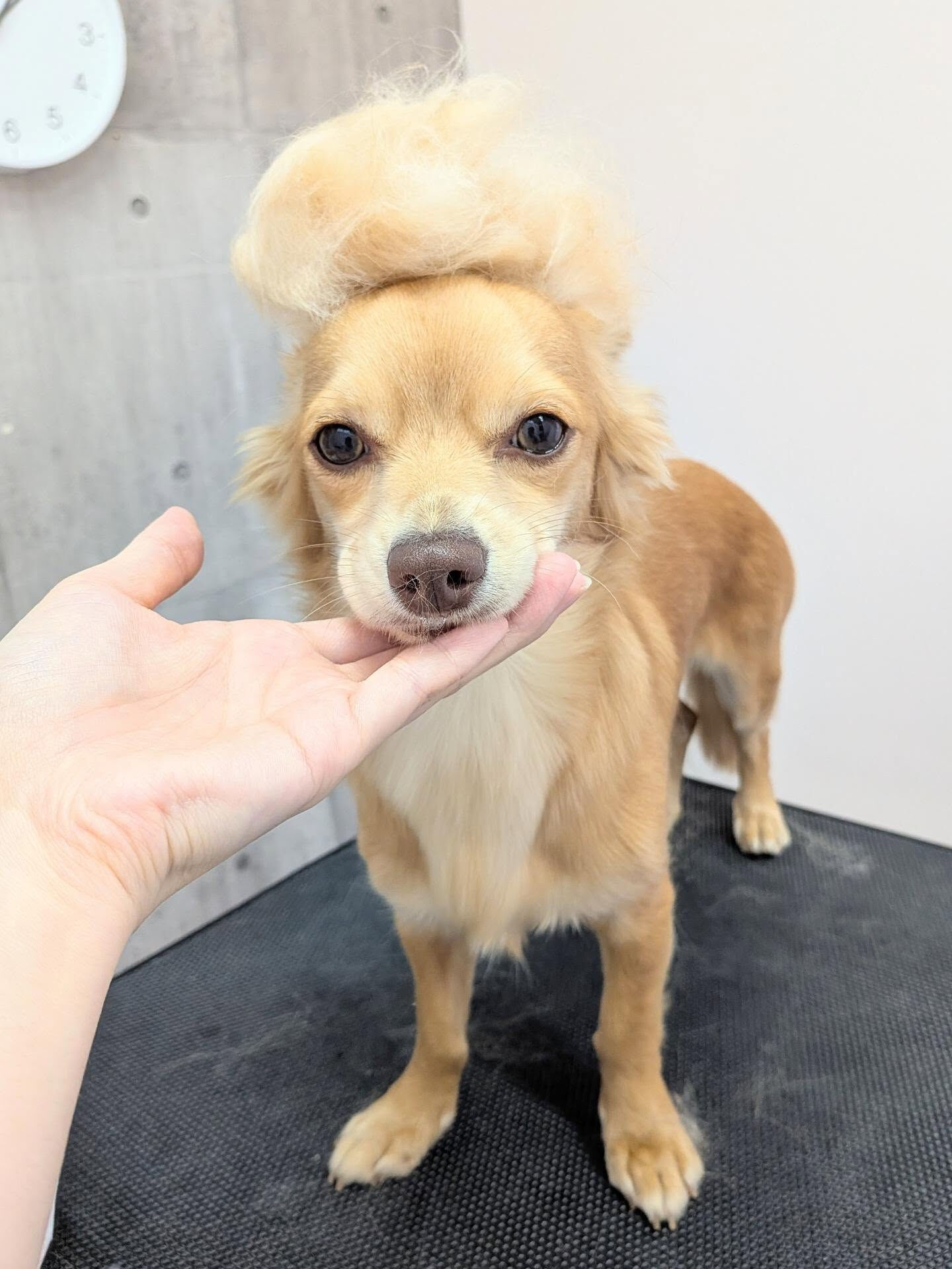- ̗̀ ご来店ありがとうございます ̖́-