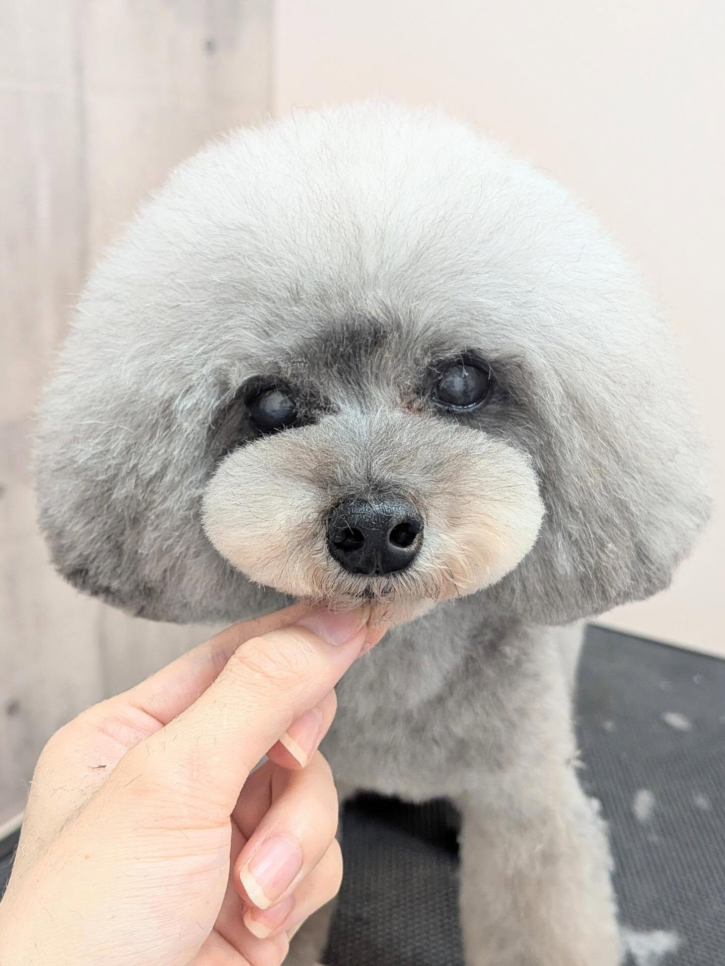 - ̗̀ ご来店ありがとうございます ̖́-