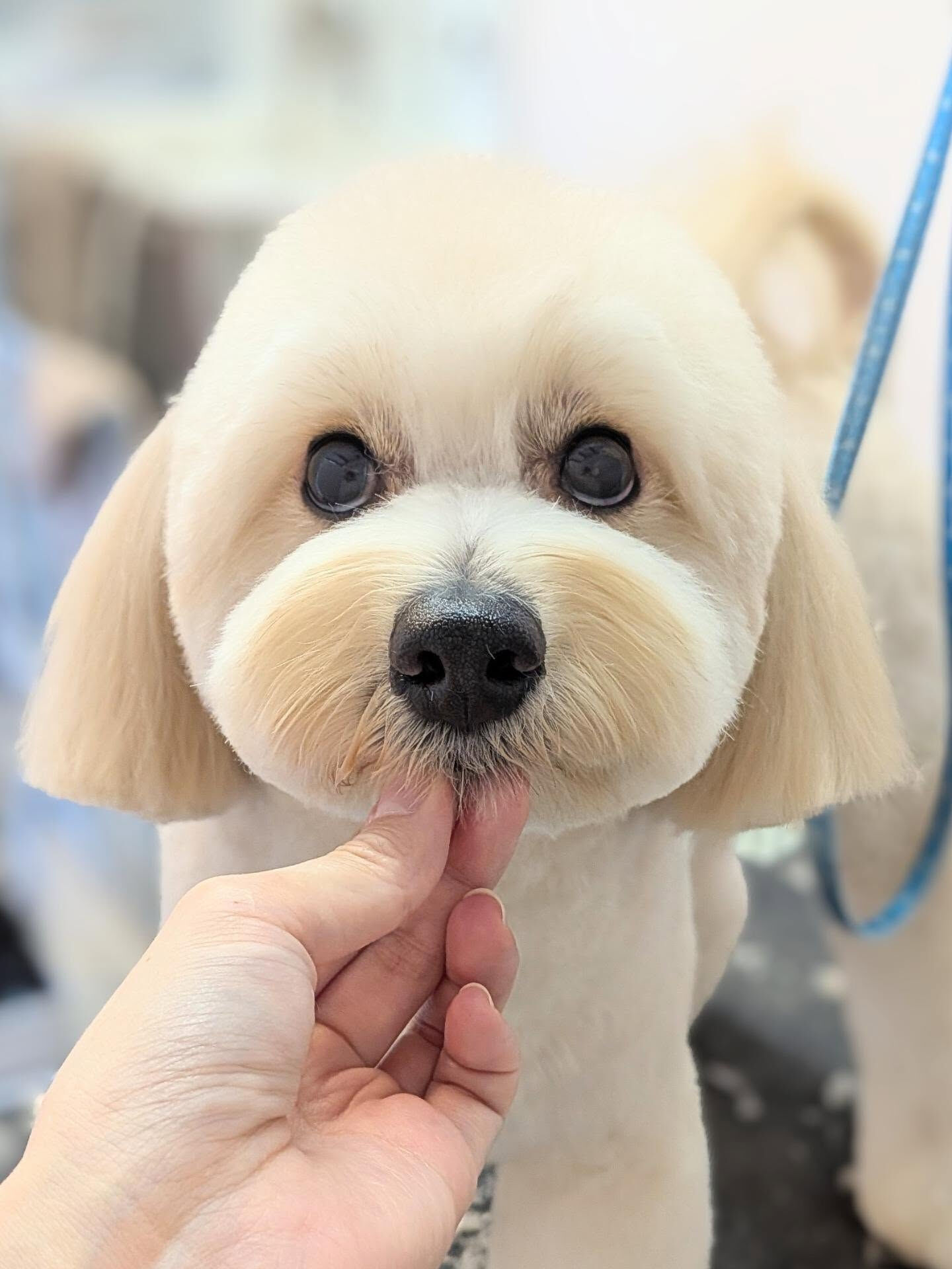 - ̗̀ ご来店ありがとうございます ̖́-