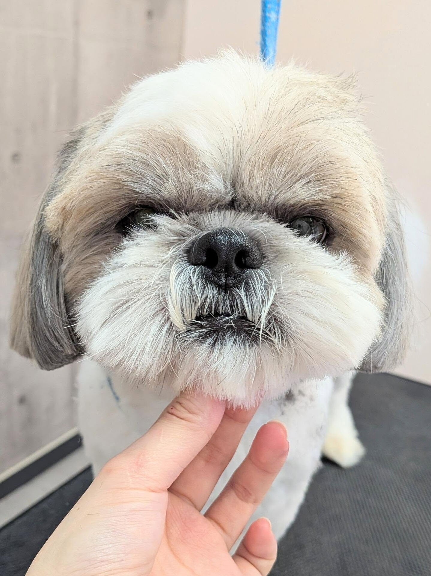 - ̗̀ ご来店ありがとうございます ̖́-