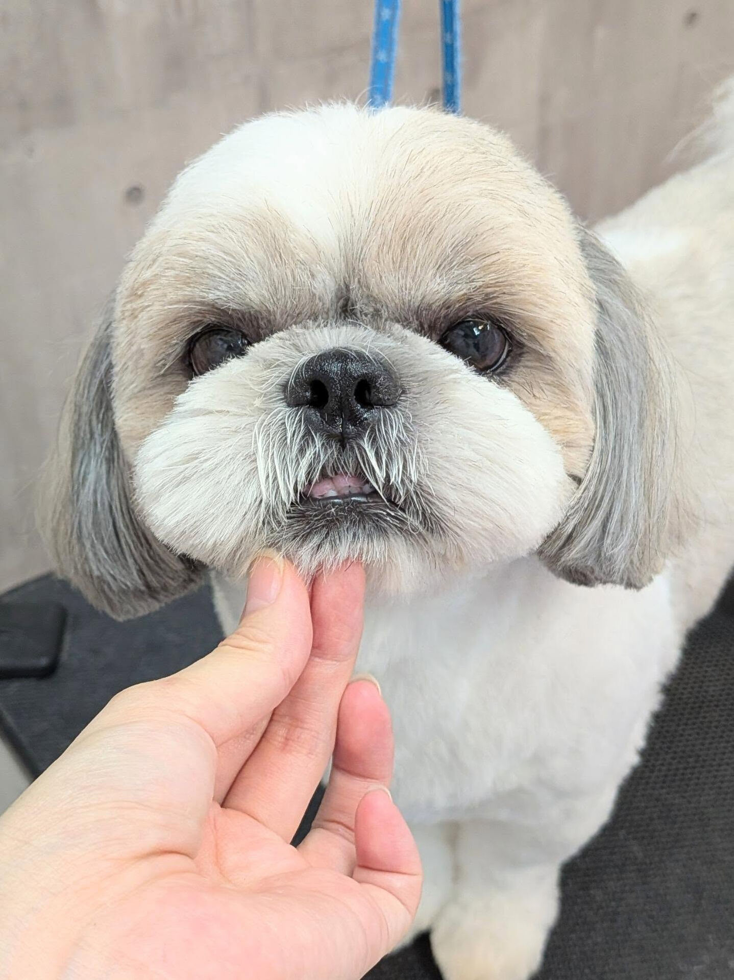 - ̗̀ ご来店ありがとうございます ̖́-