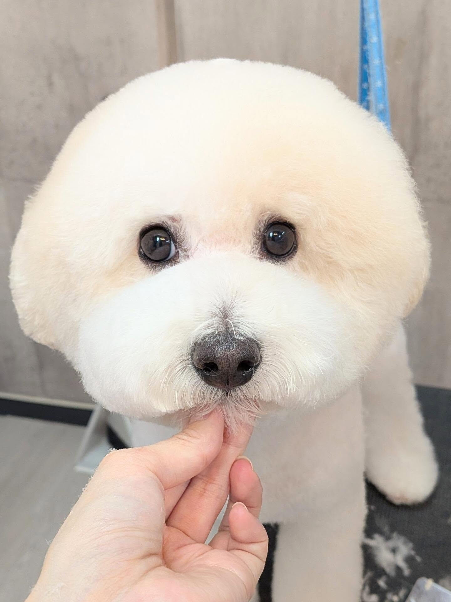 - ̗̀ ご来店ありがとうございます ̖́-