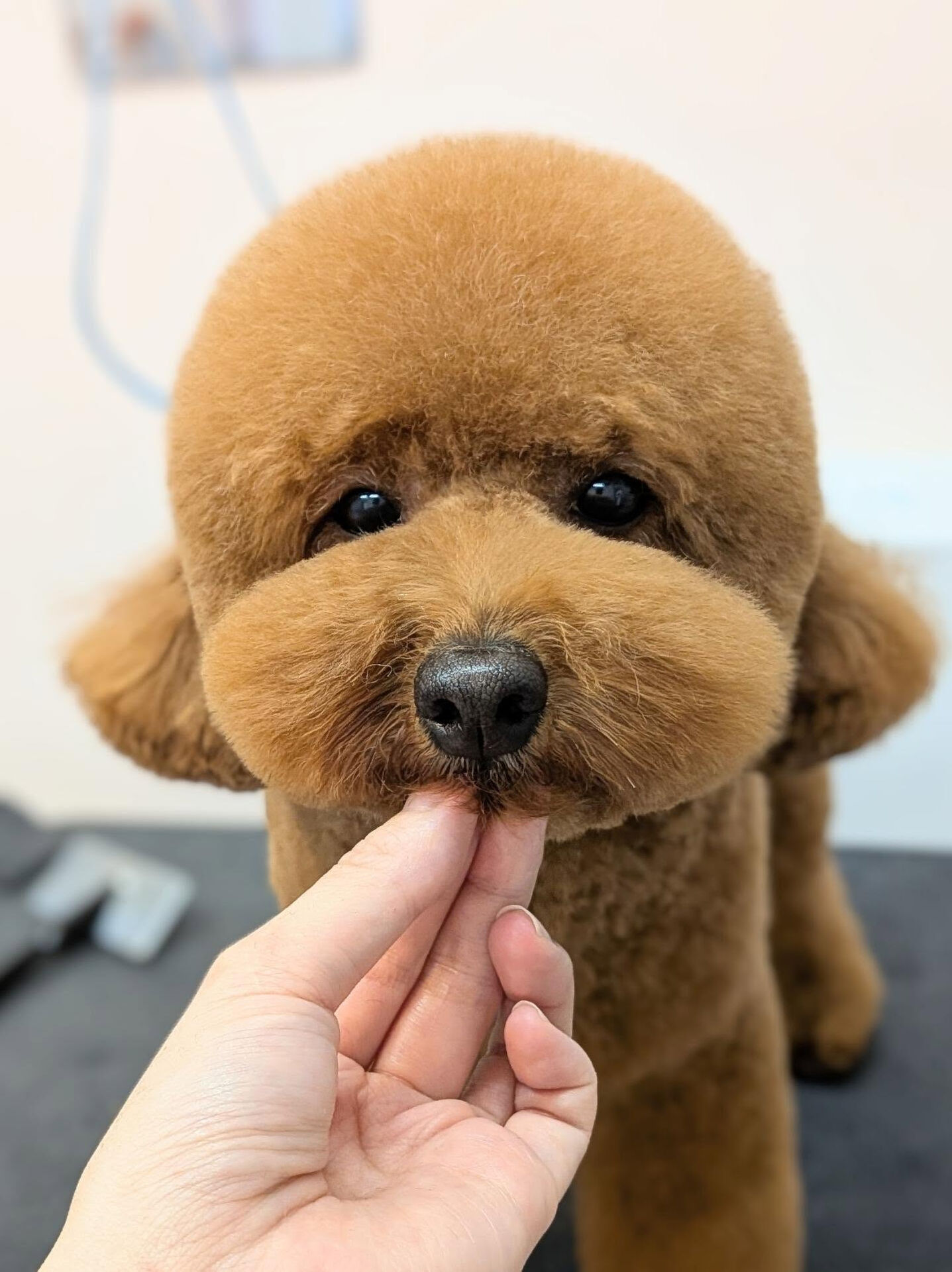 - ̗̀ ご来店ありがとうございます ̖́-