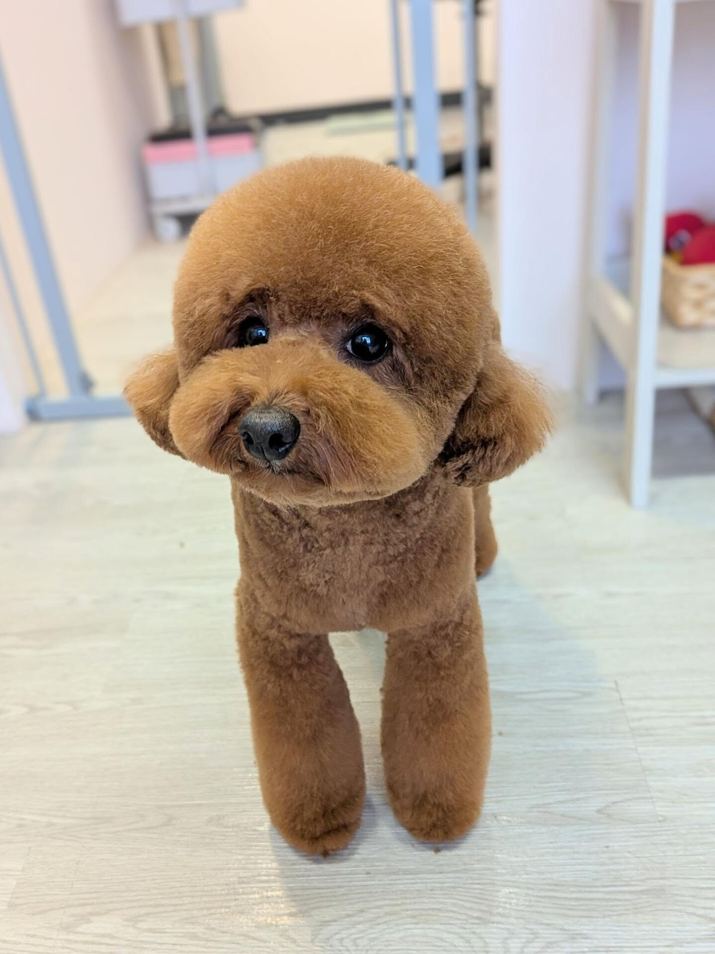 - ̗̀ ご来店ありがとうございます ̖́-