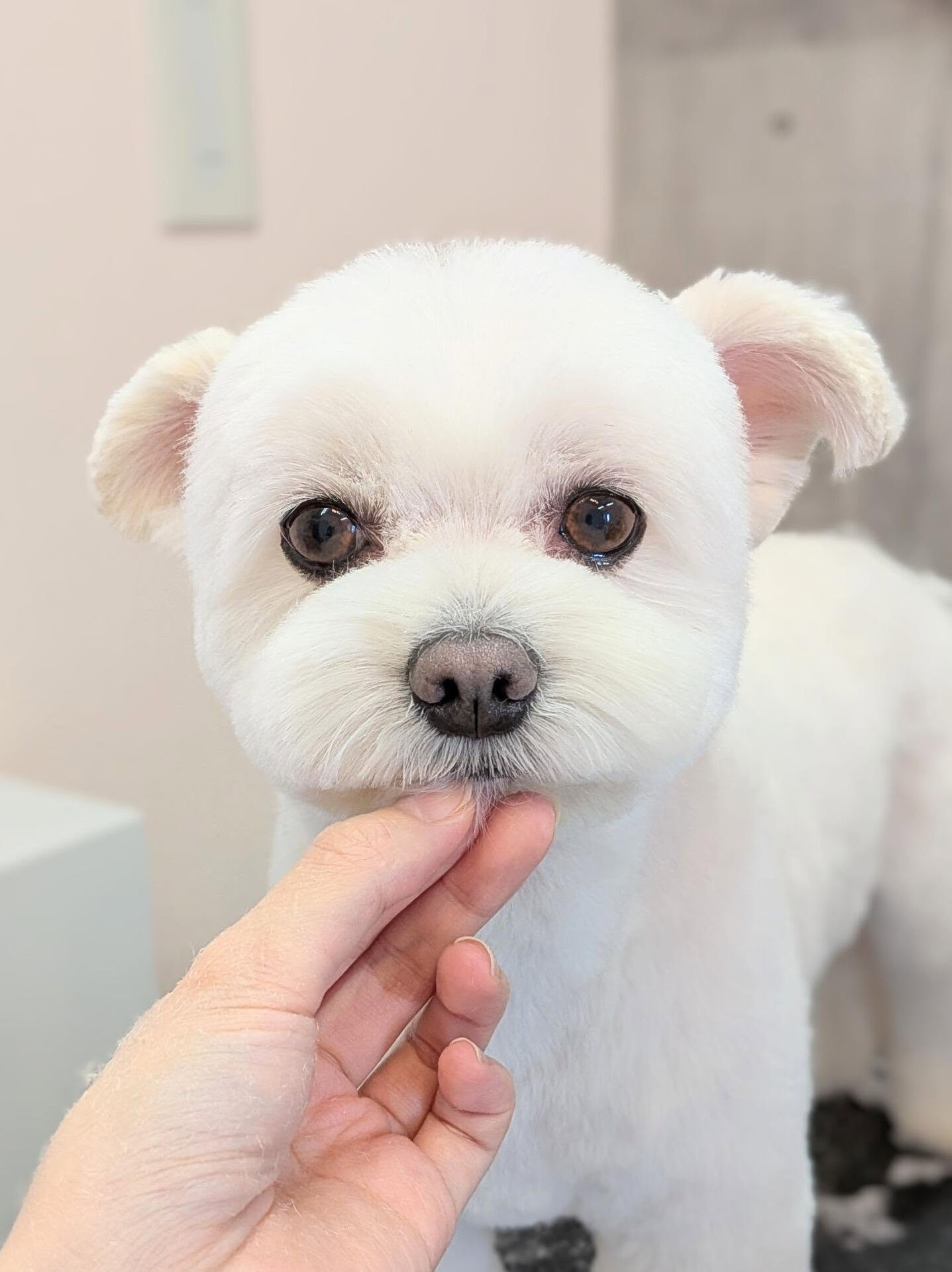 - ̗̀ ご来店ありがとうございます ̖́-