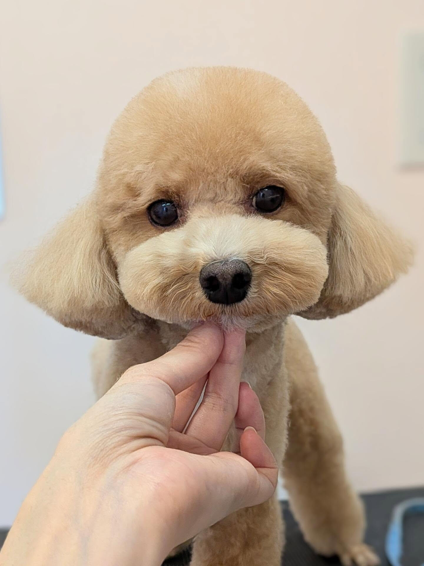 - ̗̀ ご来店ありがとうございます ̖́-
