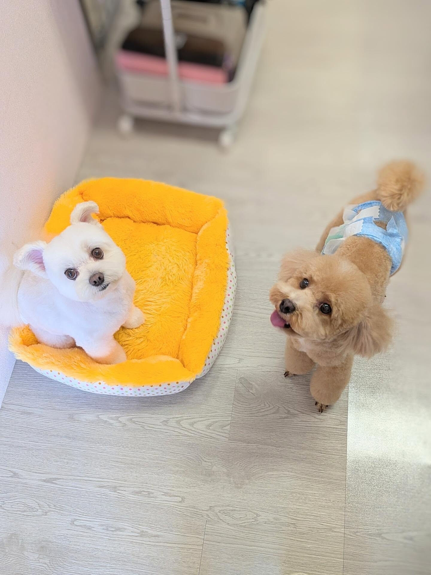 - ̗̀ ご来店ありがとうございます ̖́-